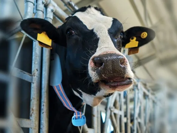 Artigo Ruminação Afimilk