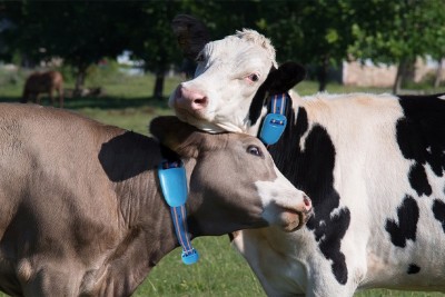 Está Fervendo Aqui: Como Monitorar Vacas no Cio?